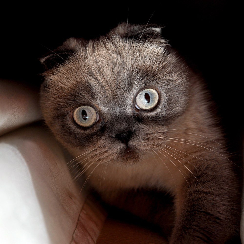 Шотландска