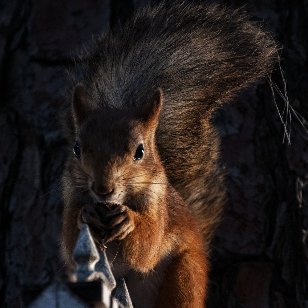 Photograph by Roman Volodin