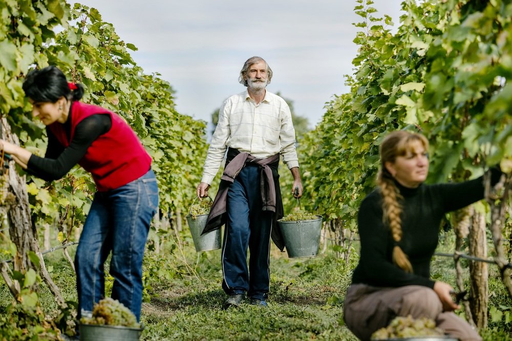 Сбор винограда в Кахети - винный регион Грузии