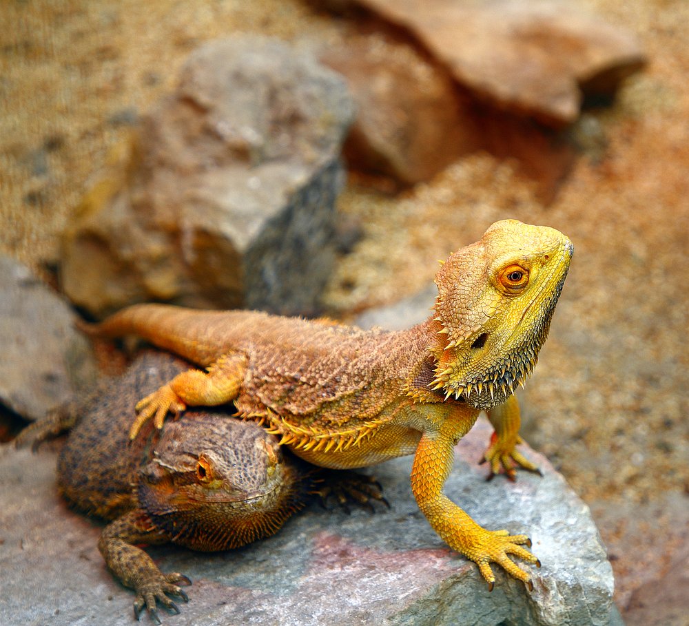 Мы с Тамарой ходим парой...