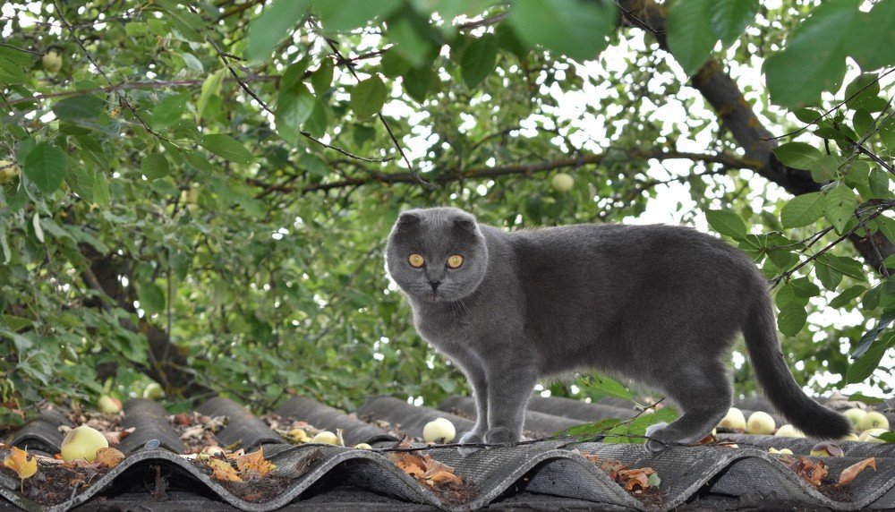 Кот на прогулке на крыше.