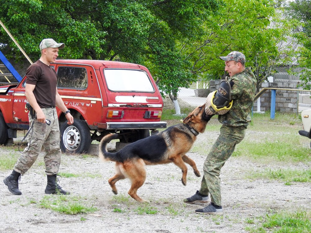 Работа кинологов