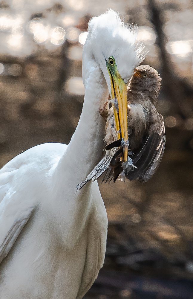 White Heron with a blabet kill