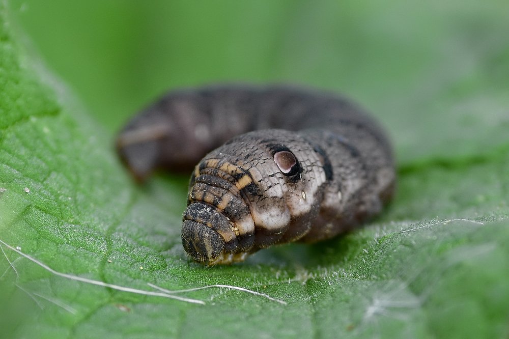 Гусеница винного бражника