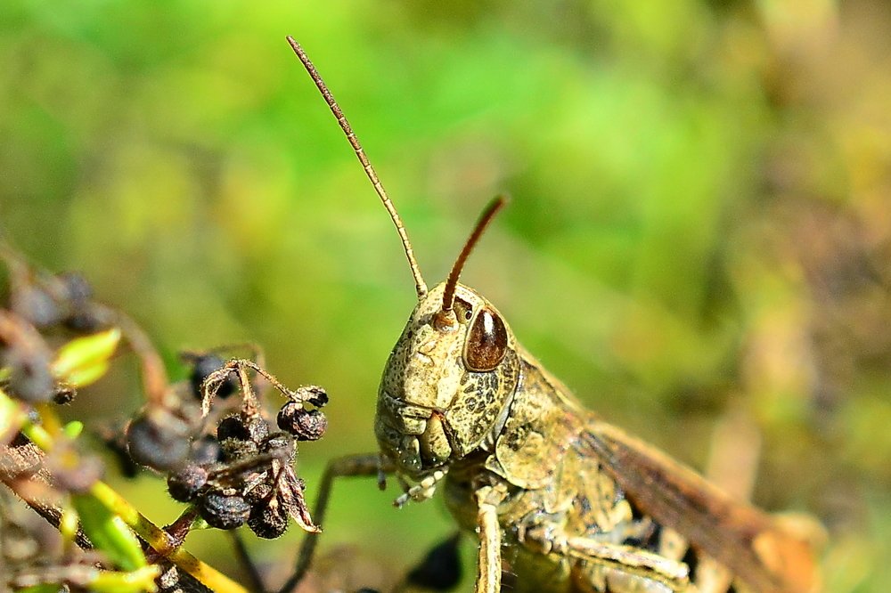 Конек бурый