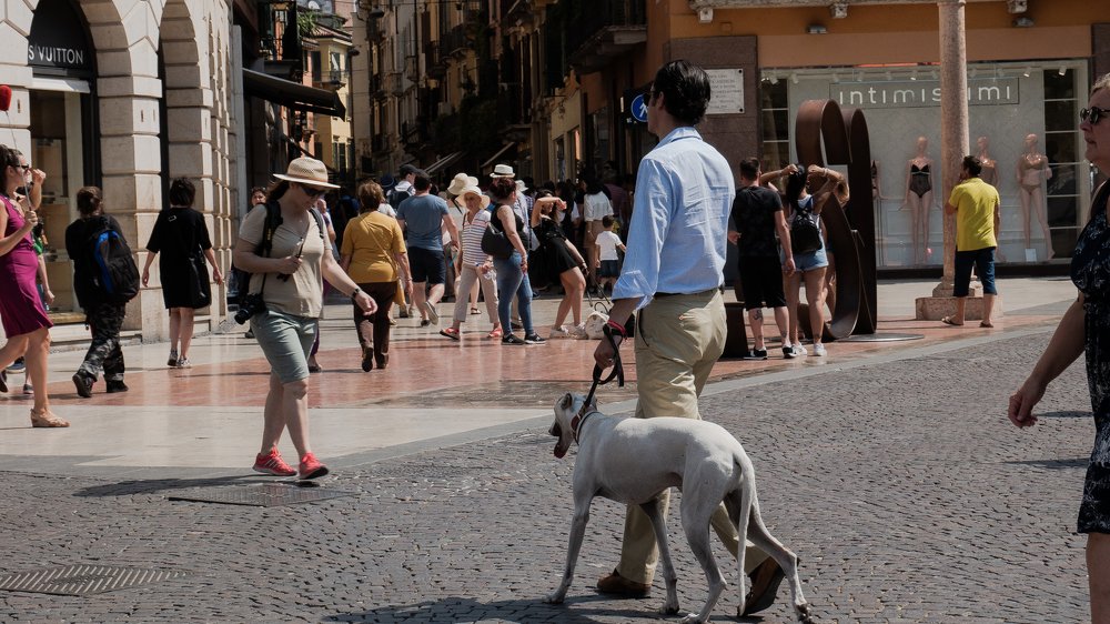 HOT-DOGS