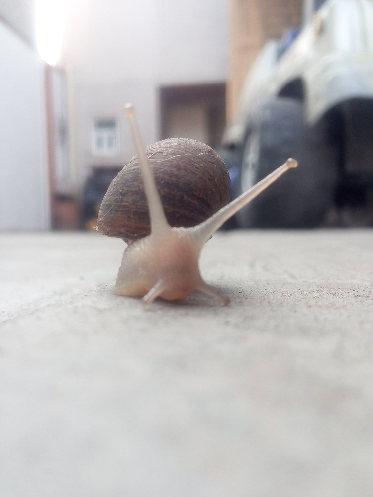 Snail Traveling