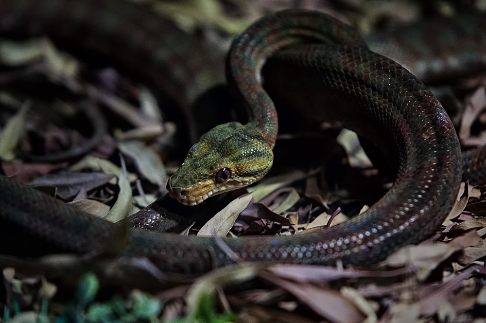 Waiting for the Prey