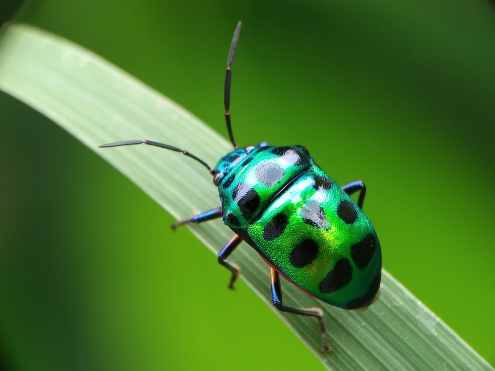 Mobile macro