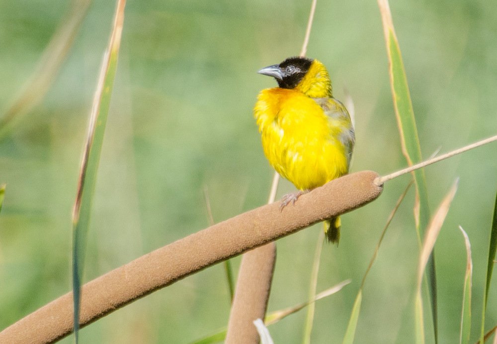 Tecelão cabeça preta