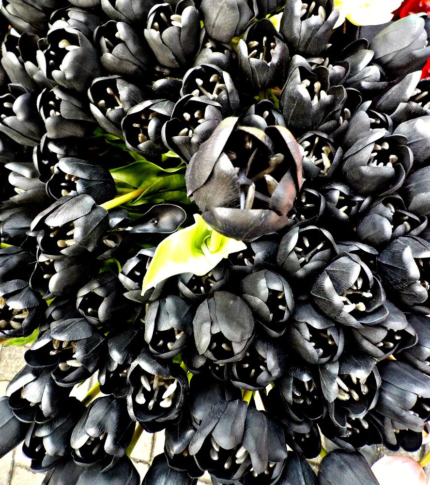 Голандские тюльпаны