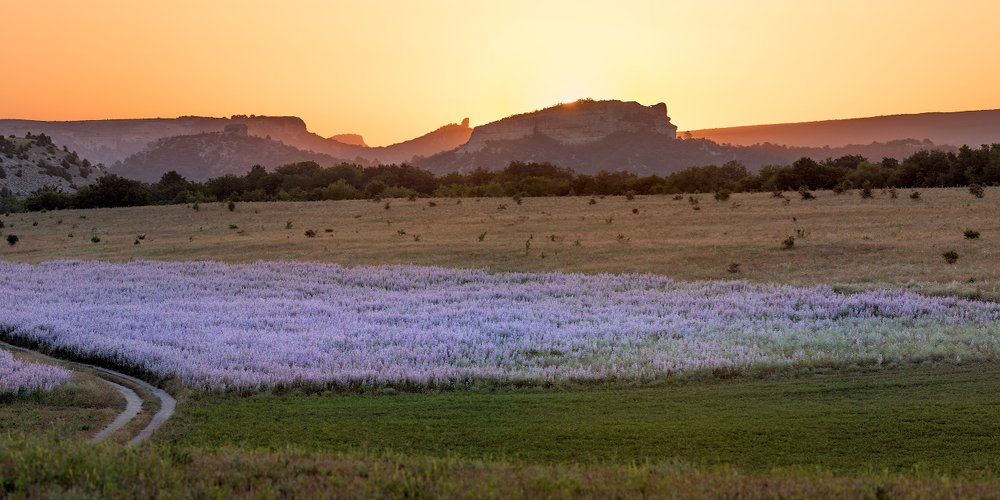 шалфейный цвет