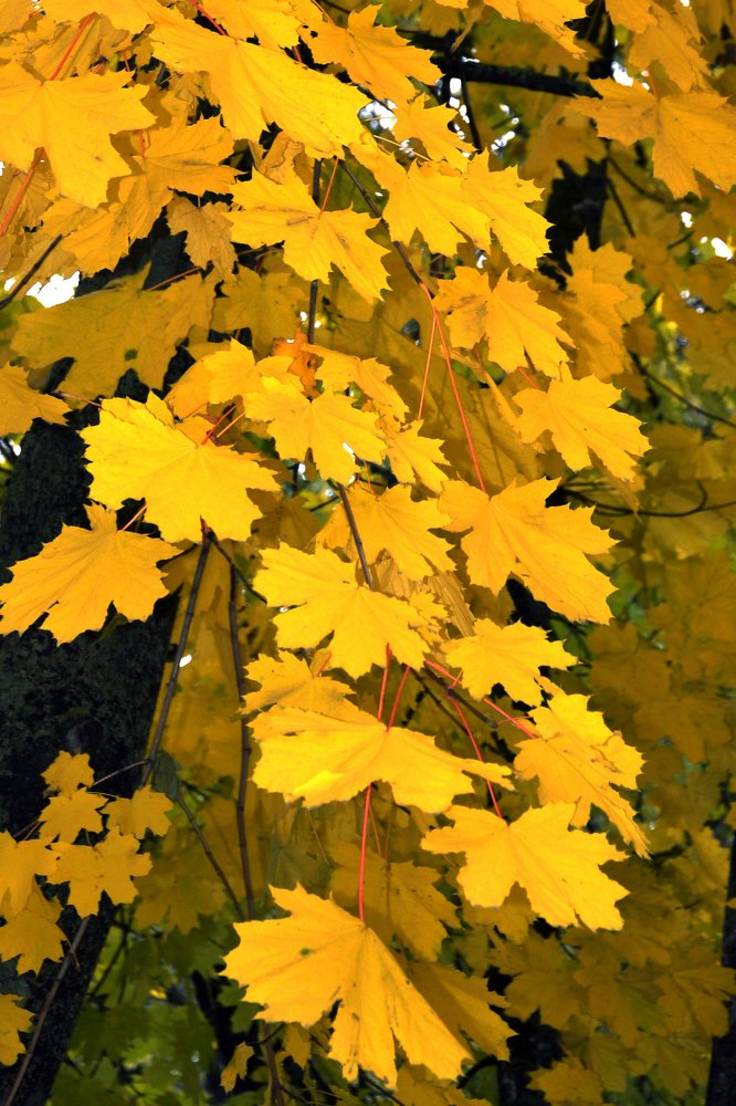 цвет настроения "желтый"