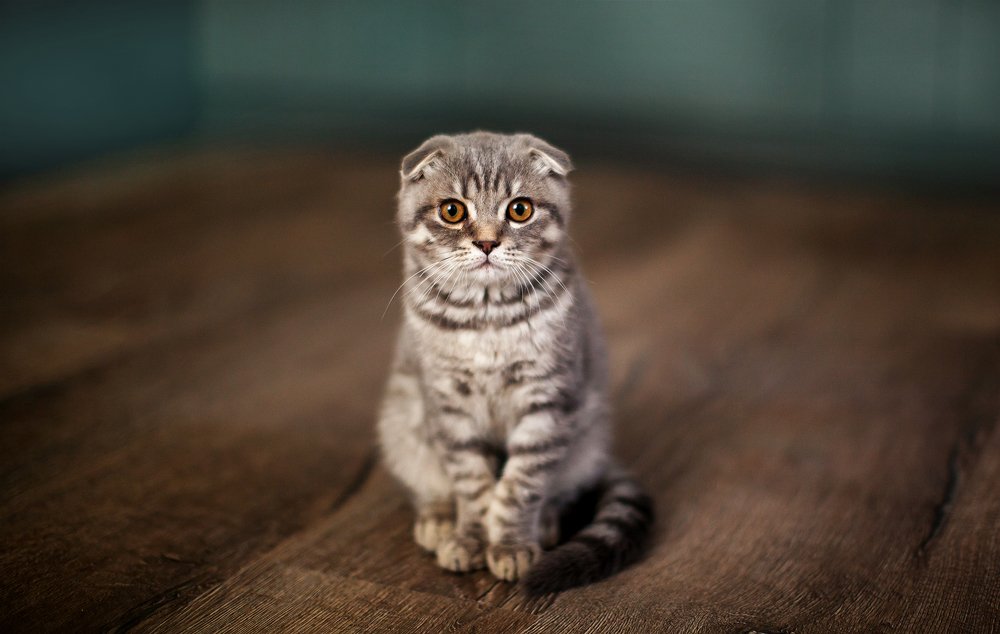 Photograph by Ліля Гуцол