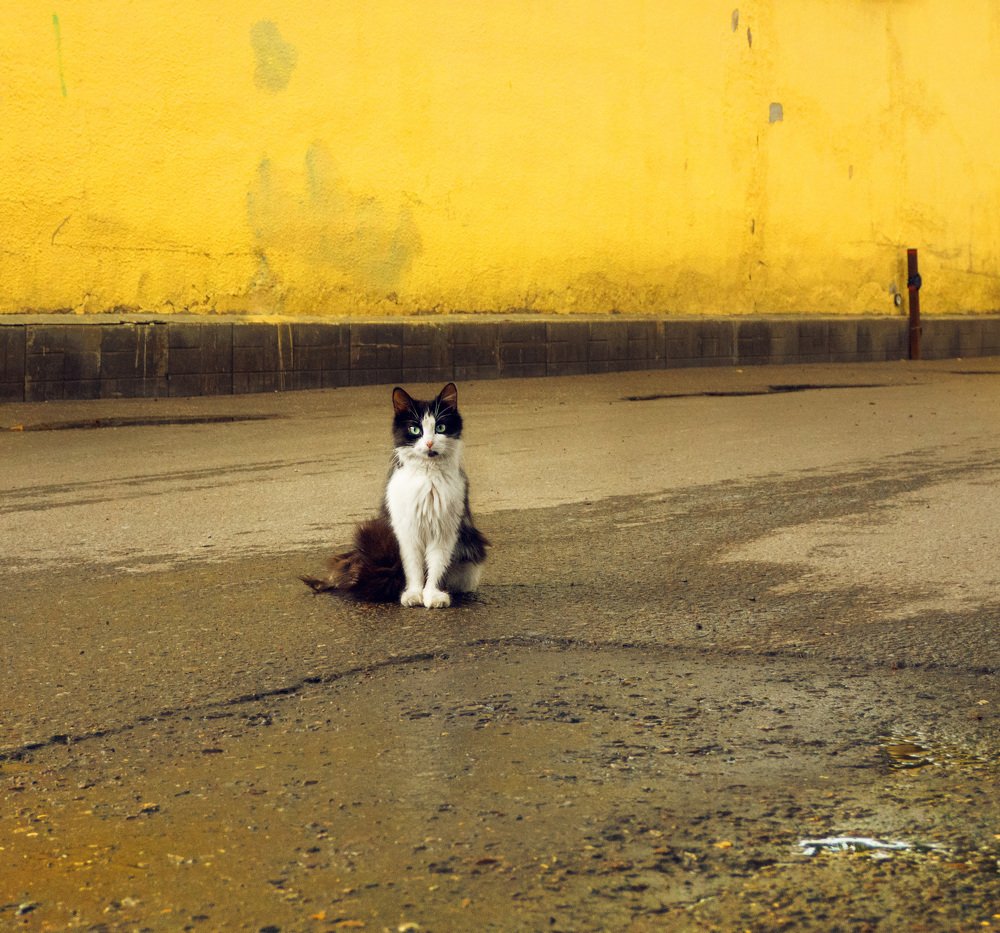 Cat at the yellow wall
