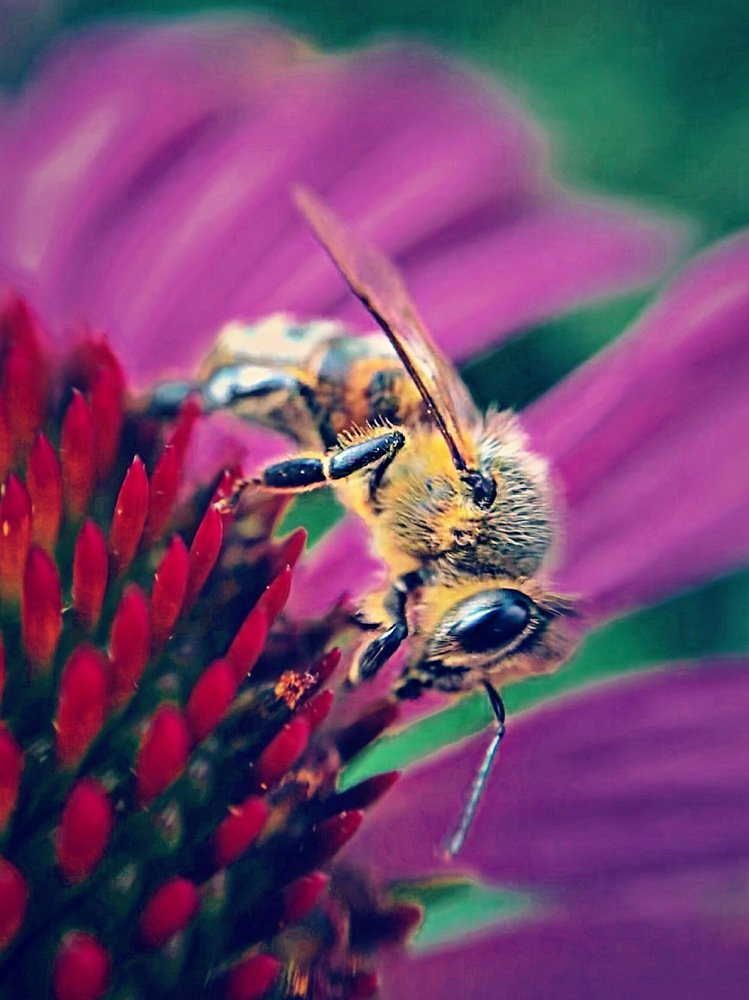 Bee on the Coneflower
