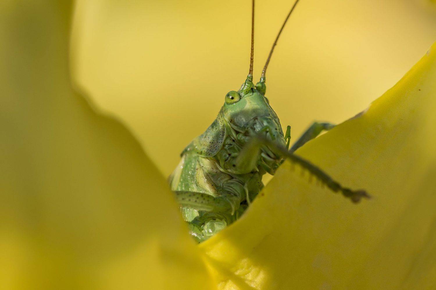 портрет на цветке
