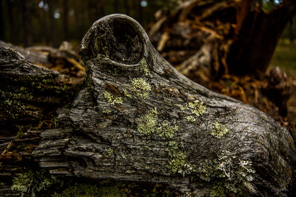 Одеревеневший крокодил.Редкое явление в северных краях.Stiff crocodile.A rare phenomenon in Northern climes.