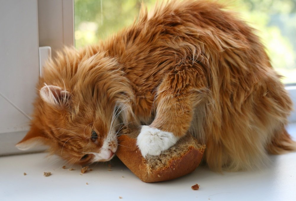 История одной горбушки...