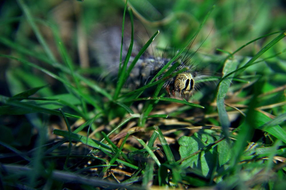 любопытная гусеница