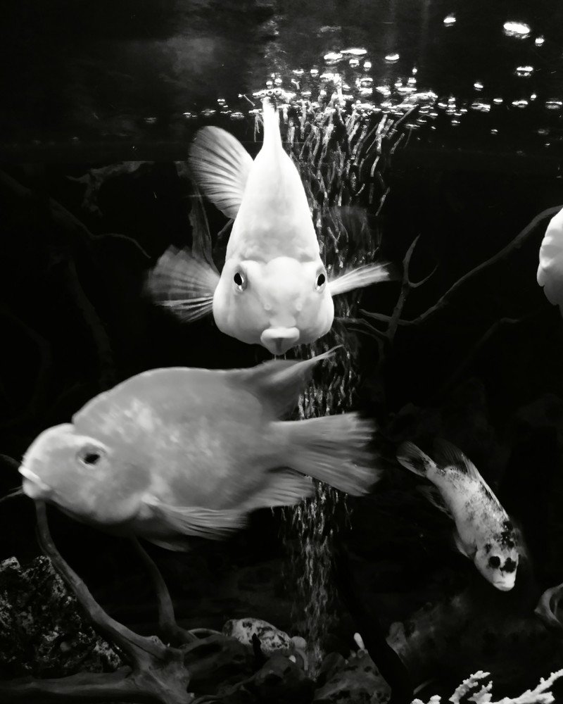 Попугайчики