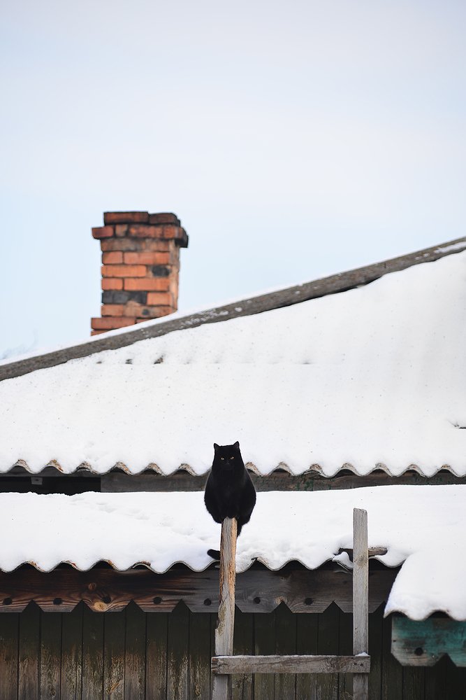 Кот на лестнице
