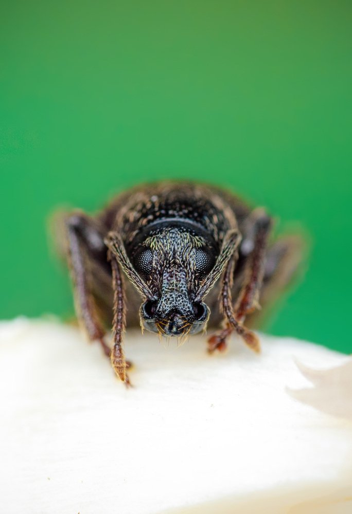 Долгоносик