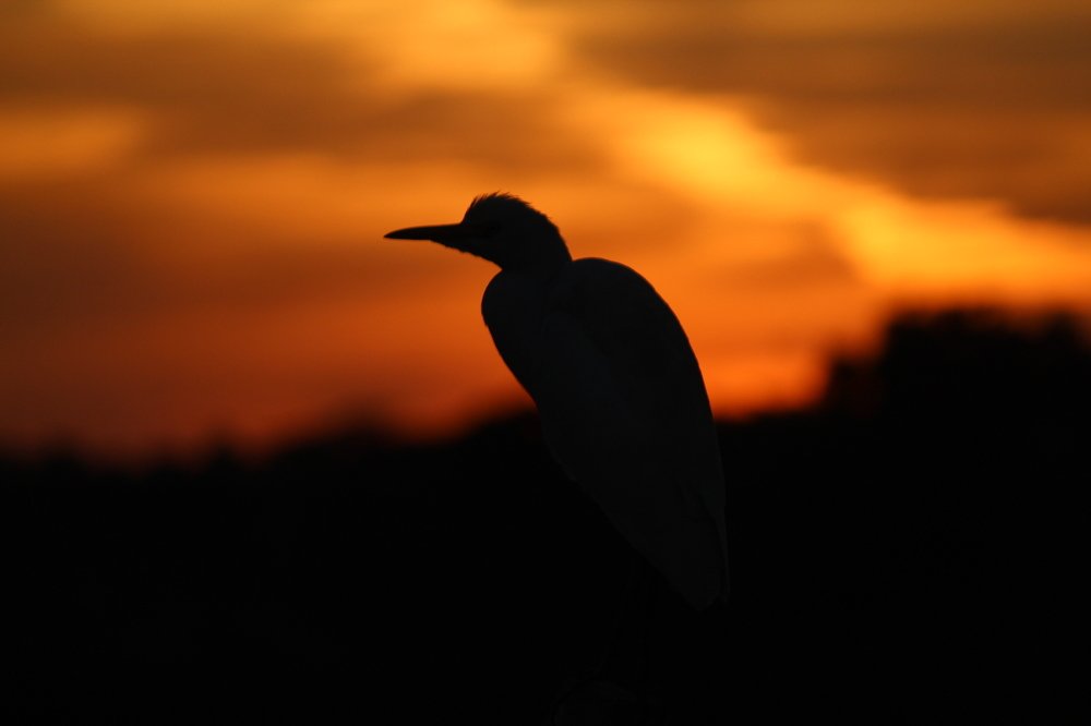 Sunset by birds eye