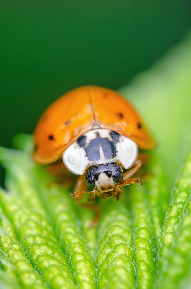 Божья коровка-арлекин