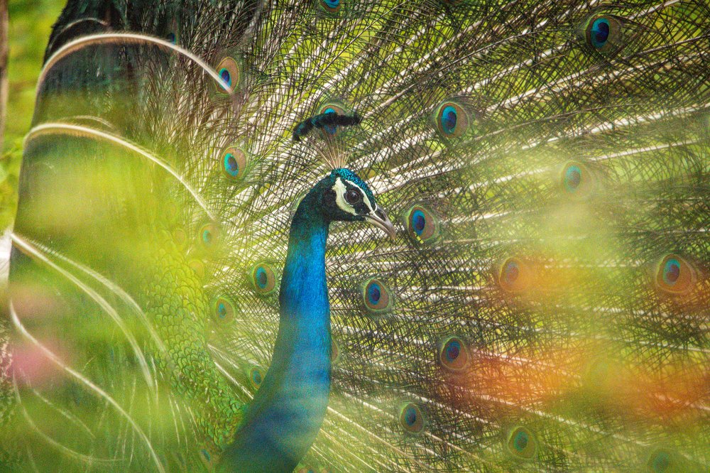 Peacock dancing in its full glory.