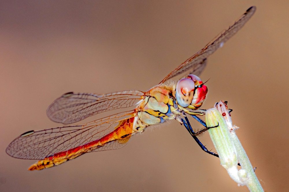 Dragonfly