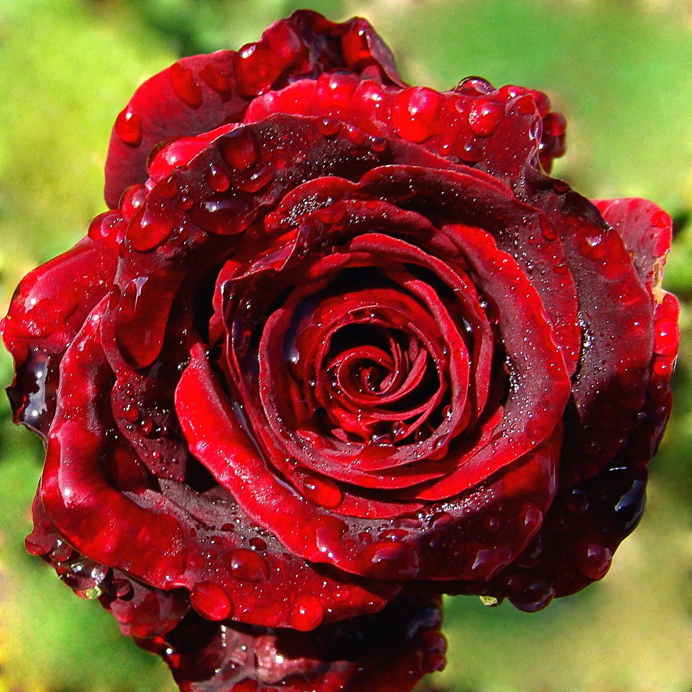 Photograph by Алька Вереск