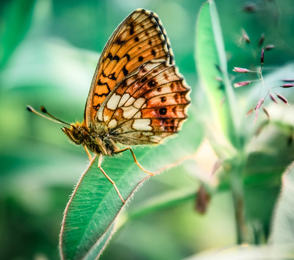 Photograph by Consuelo Sand