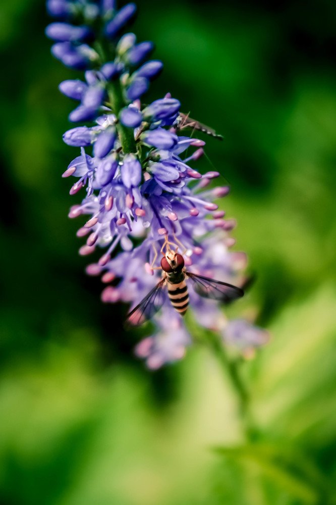 Photograph by Consuelo Sand