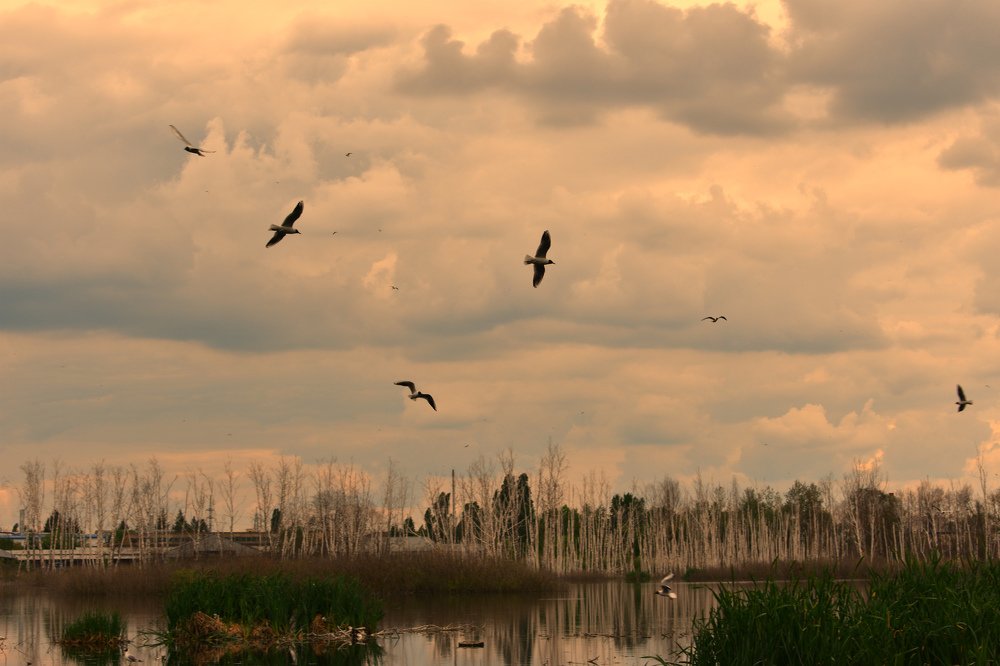 Заброшенное озеро