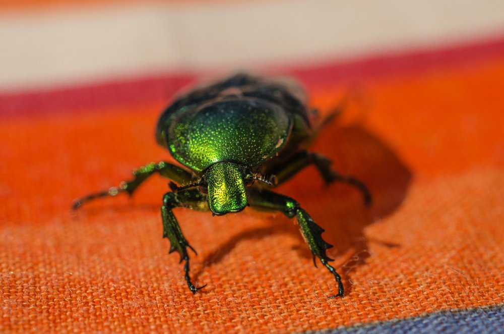 Бронзовка золотистая