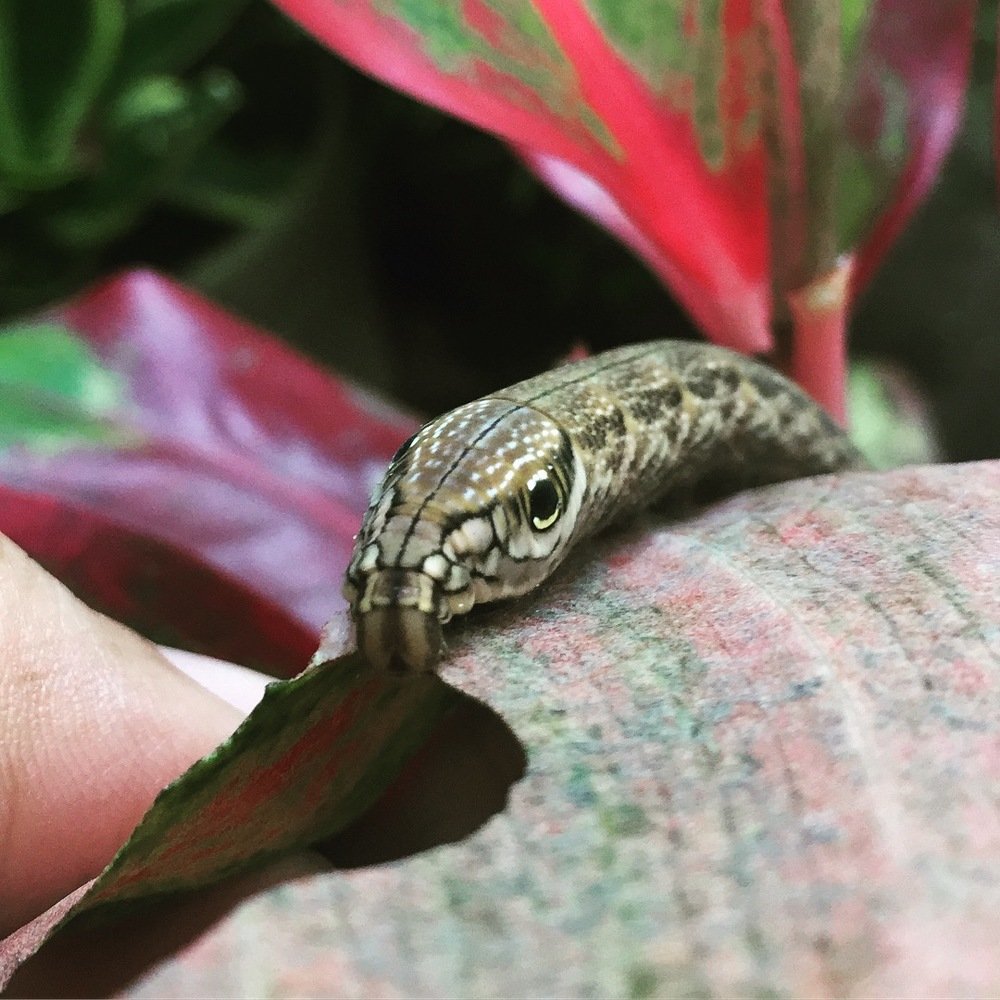 Catersnake