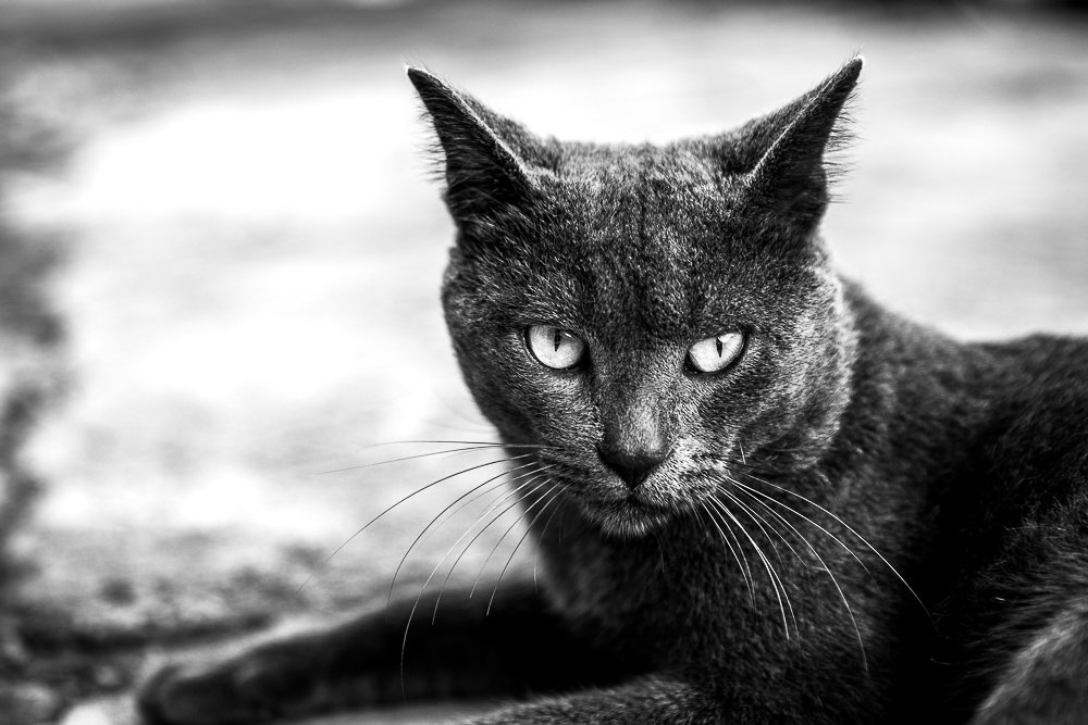 gray cat