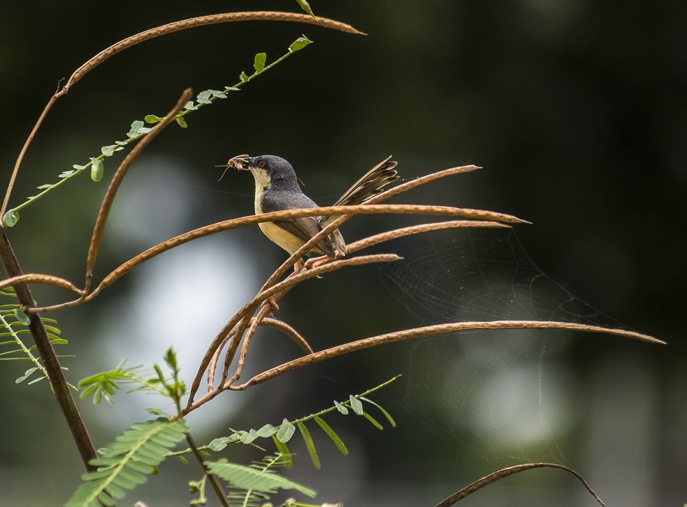 Tailor Bird With Lunch