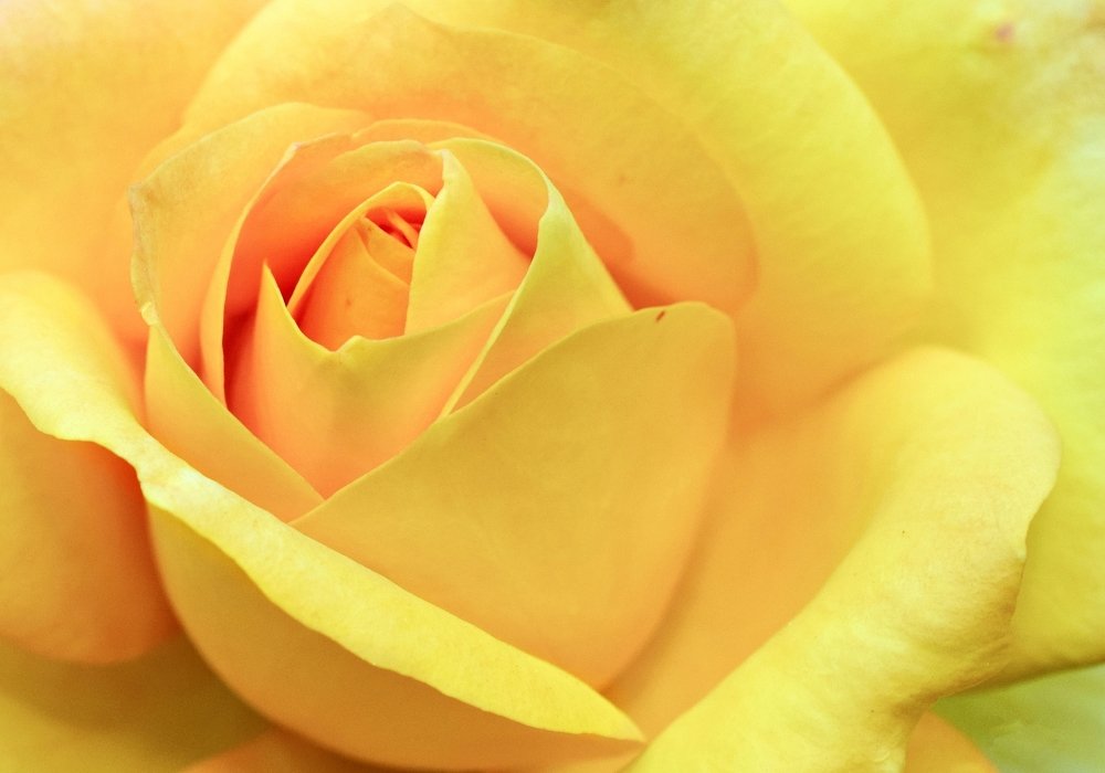 Grandiosa en amarillo.