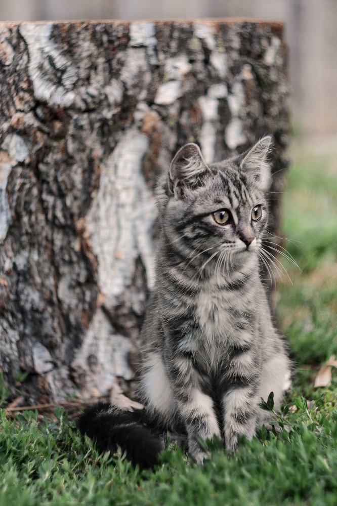 Деревенский кот