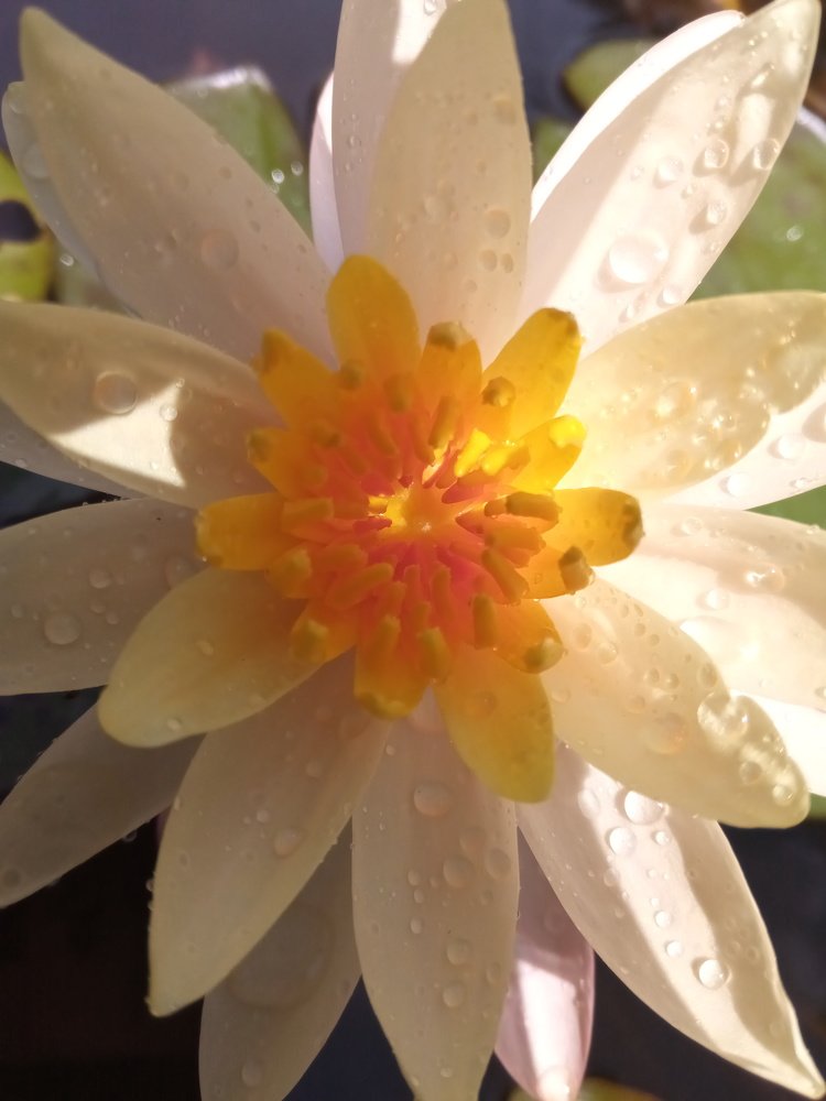 beautiful lotus flower