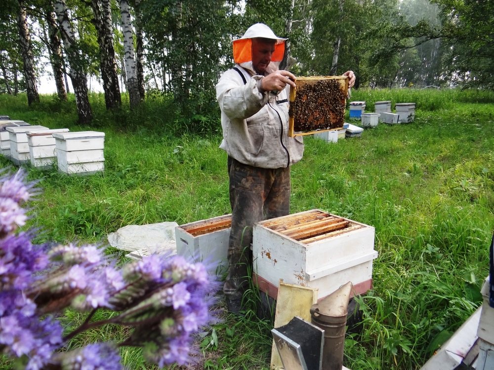 Работа пчеловода на пасеке