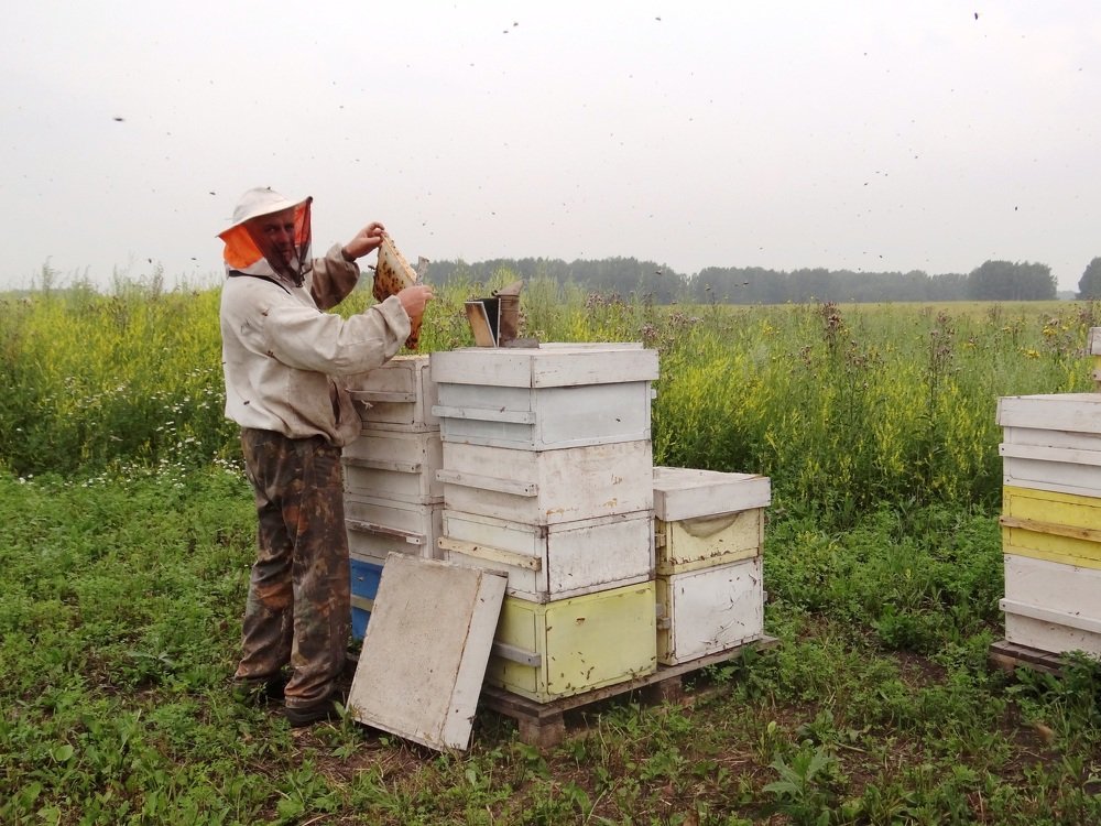 Работа пчеловода на пасеке