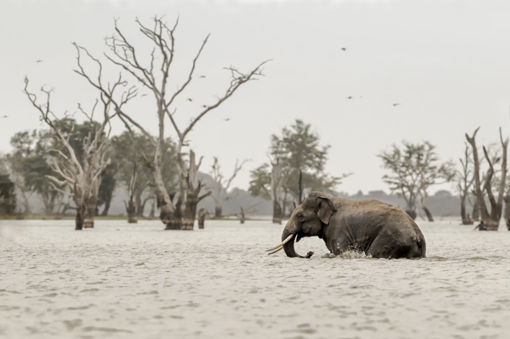 an elephant in the water