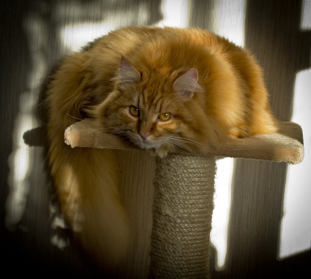 Кот в интерьере.