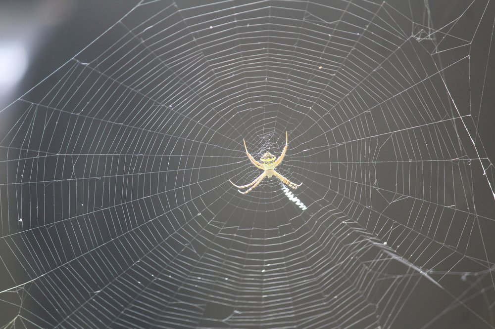 spider web