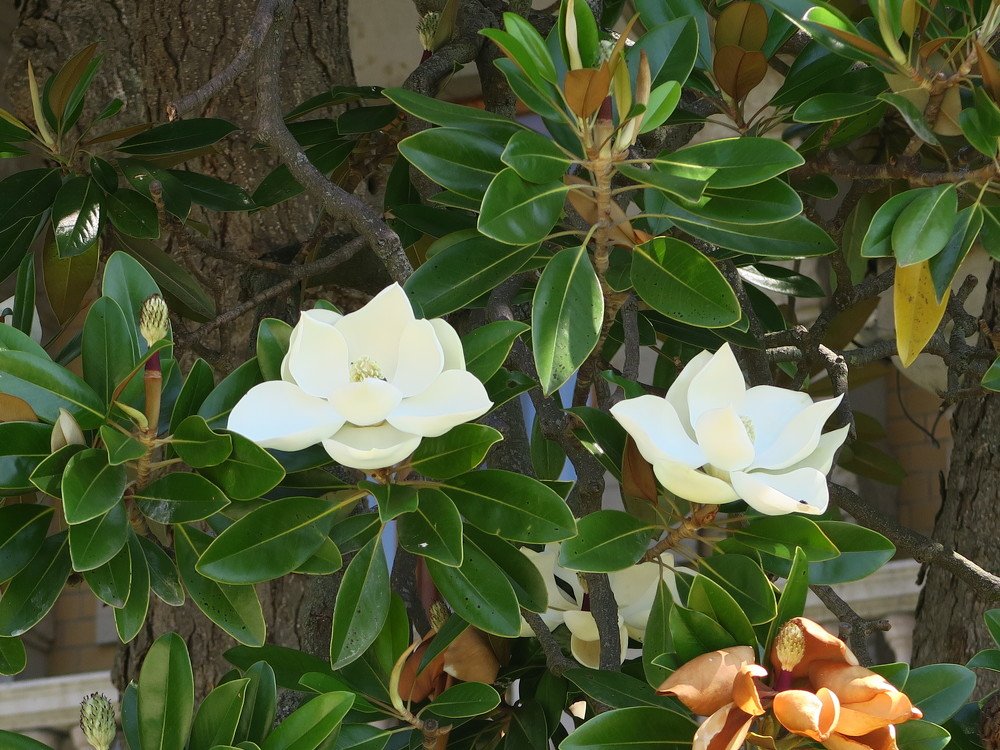Магнолия
