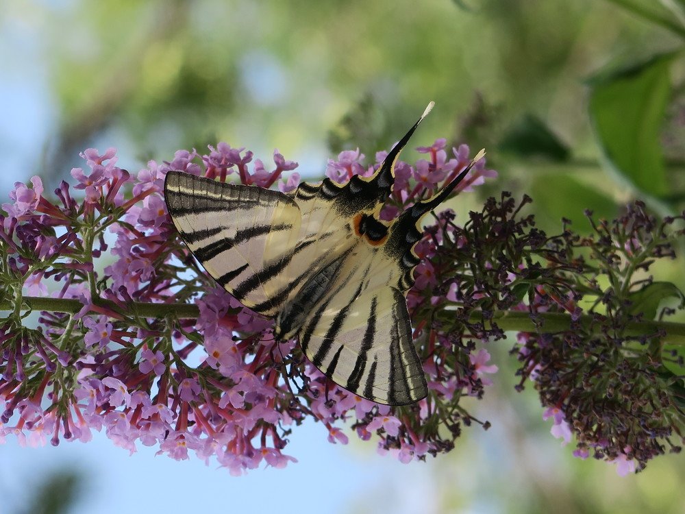 Крымская бабочка