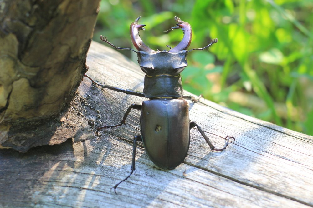 Жук-рогач..